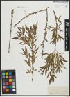 Foto von Salix purpurea L. x Salix viminalis L.